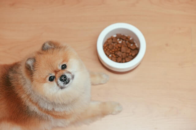 Is Chappie a Good Dog Food? Unraveling the Truth for Your Furry Friend - ShopMyIdea