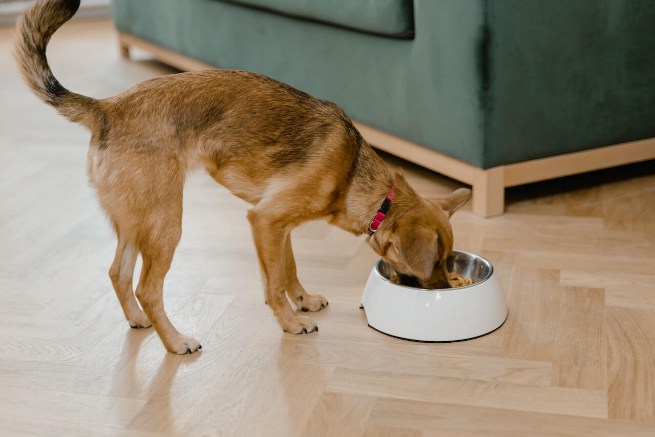 Is Chappie a Good Dog Food? Unraveling the Truth for Your Furry Friend - ShopMyIdea